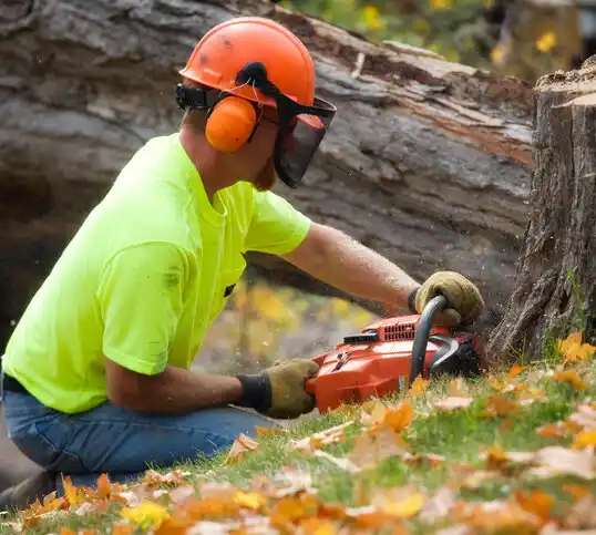 tree services Ferndale